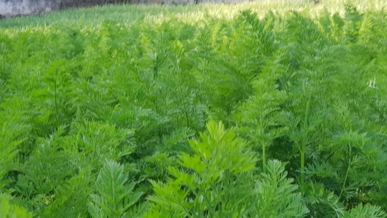 Chandrasobana Нувара-Елія Екстер'єр фото